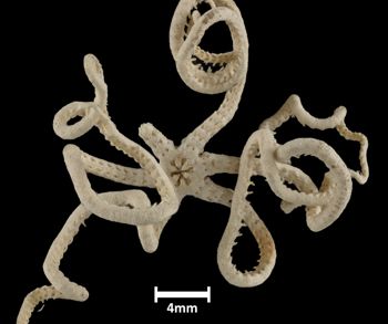 Media type: image;   Invertebrate Zoology OPH-3899 Description: Underside view of single ophiuroid specimen with a scale bar.Top down view of single ophiuroid specimen with arms posed near the disk, with a scale bar.;  Aspect: ventral